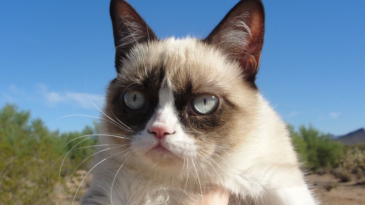 Wallpaper grumpy cat, cat, dissatisfied