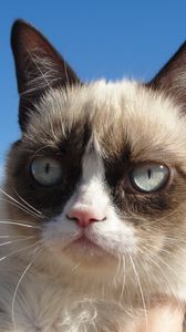 Preview wallpaper grumpy cat, cat, dissatisfied