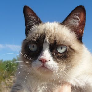 Preview wallpaper grumpy cat, cat, dissatisfied