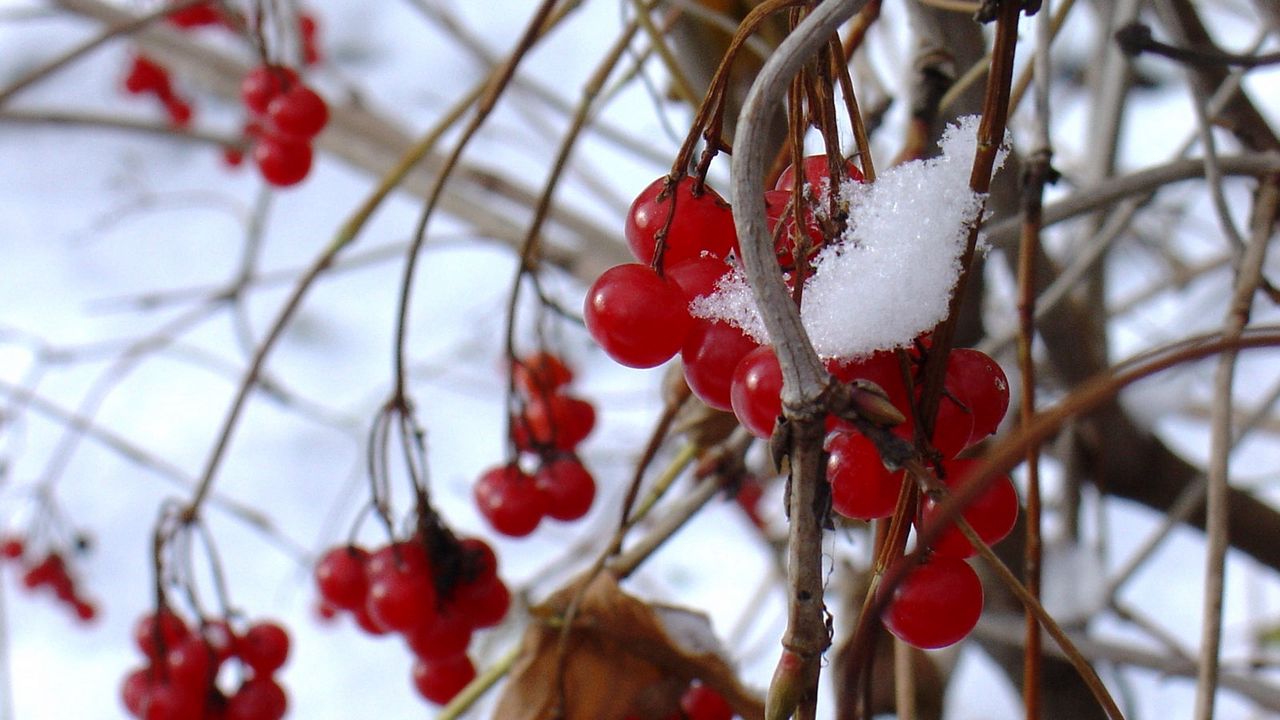 Wallpaper guelder-rose, berry, winter, branches, red