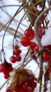 Preview wallpaper guelder-rose, berry, winter, branches, red