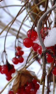 Preview wallpaper guelder-rose, berry, winter, branches, red