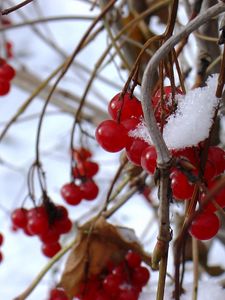 Preview wallpaper guelder-rose, berry, winter, branches, red