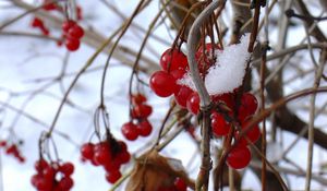 Preview wallpaper guelder-rose, berry, winter, branches, red