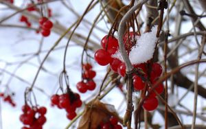 Preview wallpaper guelder-rose, berry, winter, branches, red