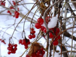 Preview wallpaper guelder-rose, berry, winter, branches, red