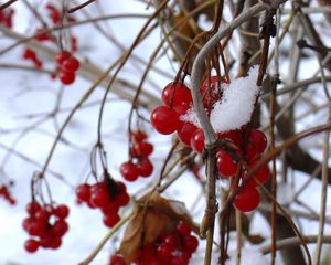 Preview wallpaper guelder-rose, berry, winter, branches, red