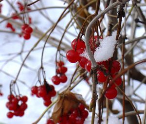 Preview wallpaper guelder-rose, berry, winter, branches, red