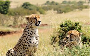 Preview wallpaper guepards, predator, big cat, animals, grass