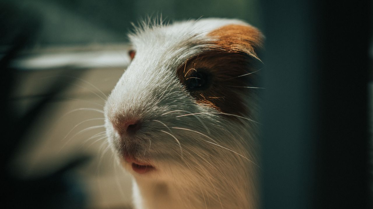 Wallpaper guinea pig, animal, cute, pet