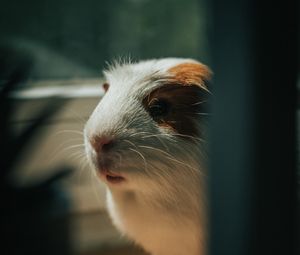 Preview wallpaper guinea pig, animal, cute, pet