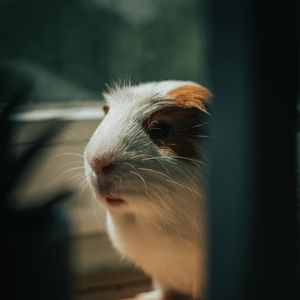 Preview wallpaper guinea pig, animal, cute, pet