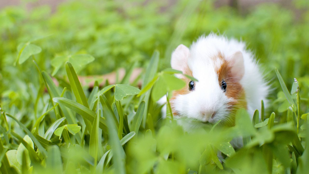 Wallpaper guinea pig, animal, rodent, grass