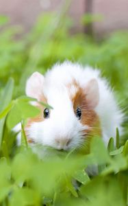 Preview wallpaper guinea pig, animal, rodent, grass