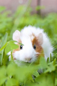 Preview wallpaper guinea pig, animal, rodent, grass