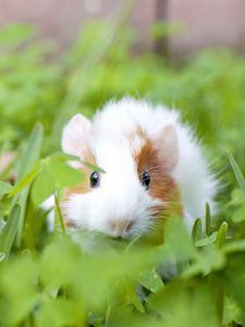 Preview wallpaper guinea pig, animal, rodent, grass