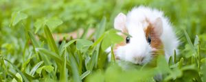 Preview wallpaper guinea pig, animal, rodent, grass