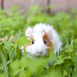 Preview wallpaper guinea pig, animal, rodent, grass