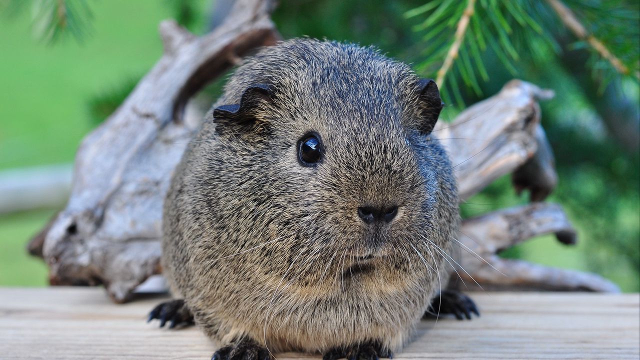 Wallpaper guinea pig, beautiful, animal, rodent