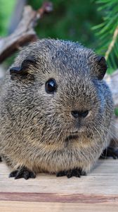 Preview wallpaper guinea pig, beautiful, animal, rodent