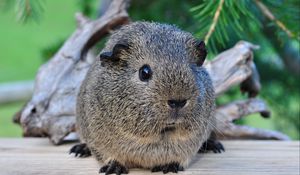 Preview wallpaper guinea pig, beautiful, animal, rodent