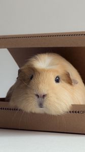 Preview wallpaper guinea pig, box, rodent