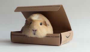 Preview wallpaper guinea pig, box, rodent
