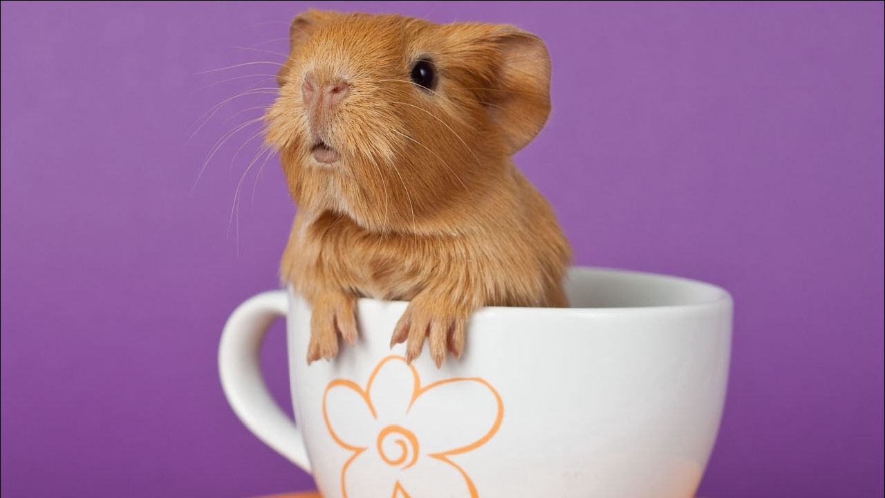 Wallpaper guinea pig, cup, sitting, ears