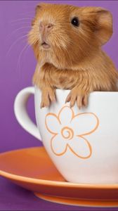 Preview wallpaper guinea pig, cup, sitting, ears