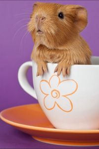 Preview wallpaper guinea pig, cup, sitting, ears