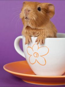 Preview wallpaper guinea pig, cup, sitting, ears