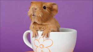 Preview wallpaper guinea pig, cup, sitting, ears