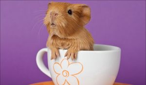 Preview wallpaper guinea pig, cup, sitting, ears