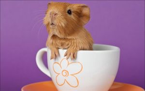 Preview wallpaper guinea pig, cup, sitting, ears