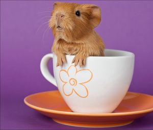 Preview wallpaper guinea pig, cup, sitting, ears