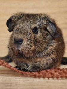 Preview wallpaper guinea pig, cute, rodent, beautiful