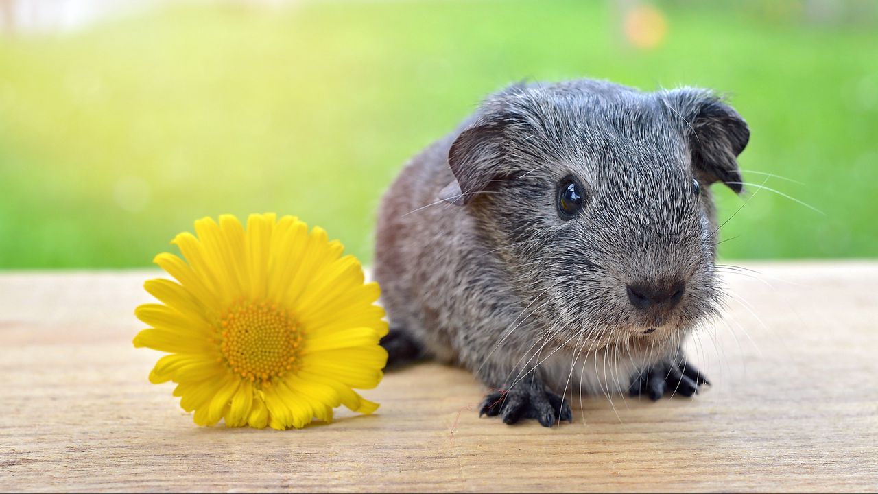 Wallpaper guinea pig, flower, rodent, grass