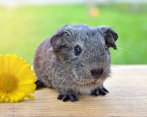 Preview wallpaper guinea pig, flower, rodent, grass