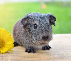 Preview wallpaper guinea pig, flower, rodent, grass