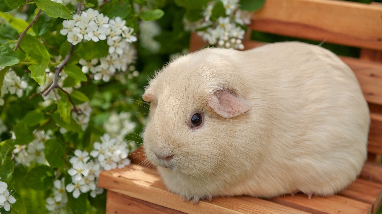 Wallpaper guinea pig, flowers, bench, sit