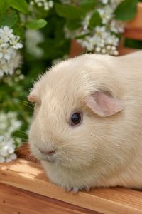 Preview wallpaper guinea pig, flowers, bench, sit