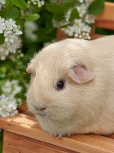 Preview wallpaper guinea pig, flowers, bench, sit