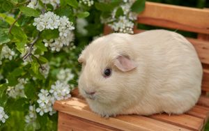 Preview wallpaper guinea pig, flowers, bench, sit