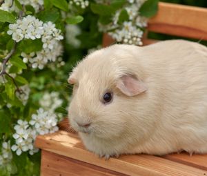 Preview wallpaper guinea pig, flowers, bench, sit