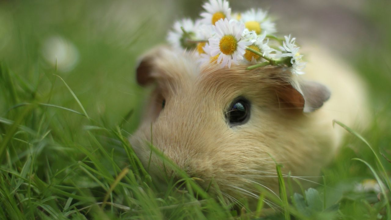 Wallpaper guinea pig, flowers, grass, wreath