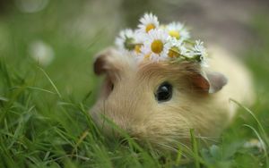 Preview wallpaper guinea pig, flowers, grass, wreath