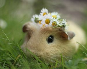 Preview wallpaper guinea pig, flowers, grass, wreath