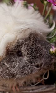 Preview wallpaper guinea pig, fluffy, look, pretty, rodent