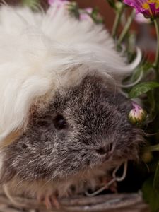 Preview wallpaper guinea pig, fluffy, look, pretty, rodent