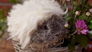 Preview wallpaper guinea pig, fluffy, look, pretty, rodent